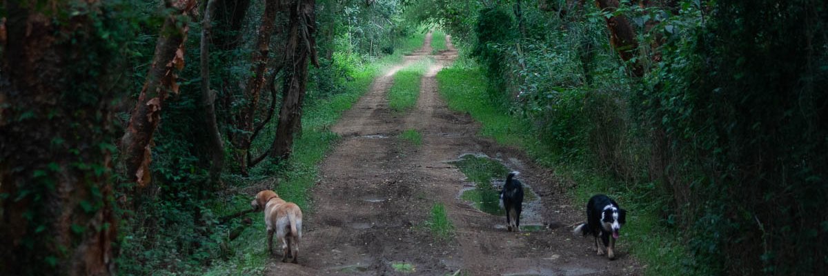 uMuthimuthi's profile banner image