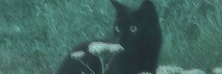 xia | neko dennis truther banner