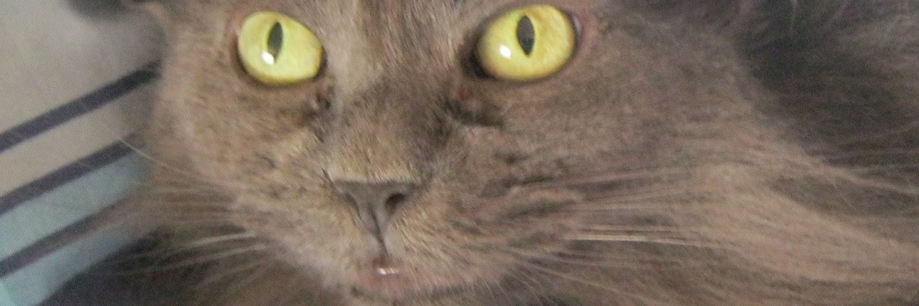 Dawn Lewis - FREE UKRAINE banner