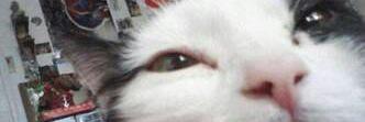 SaikoPaz's profile banner image