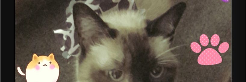 Edna_Plata's profile banner image