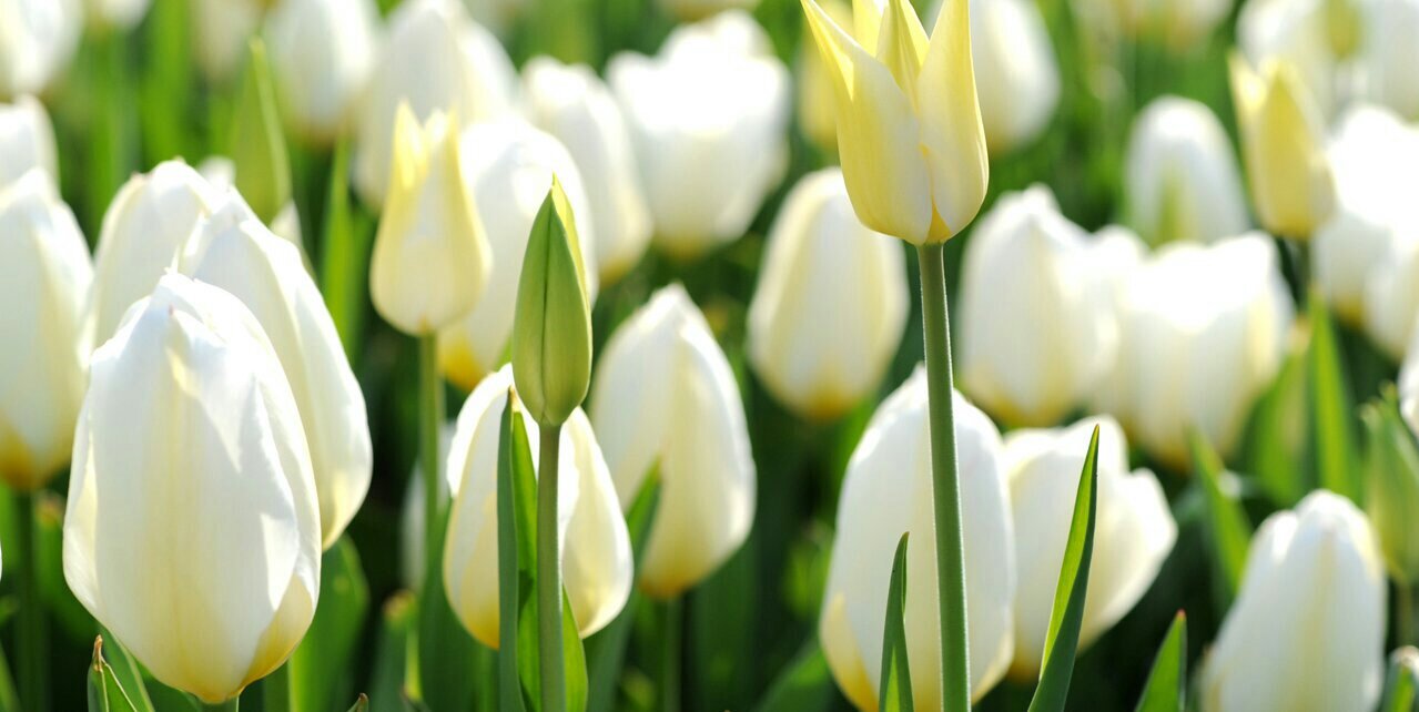 sanpi74's profile banner image