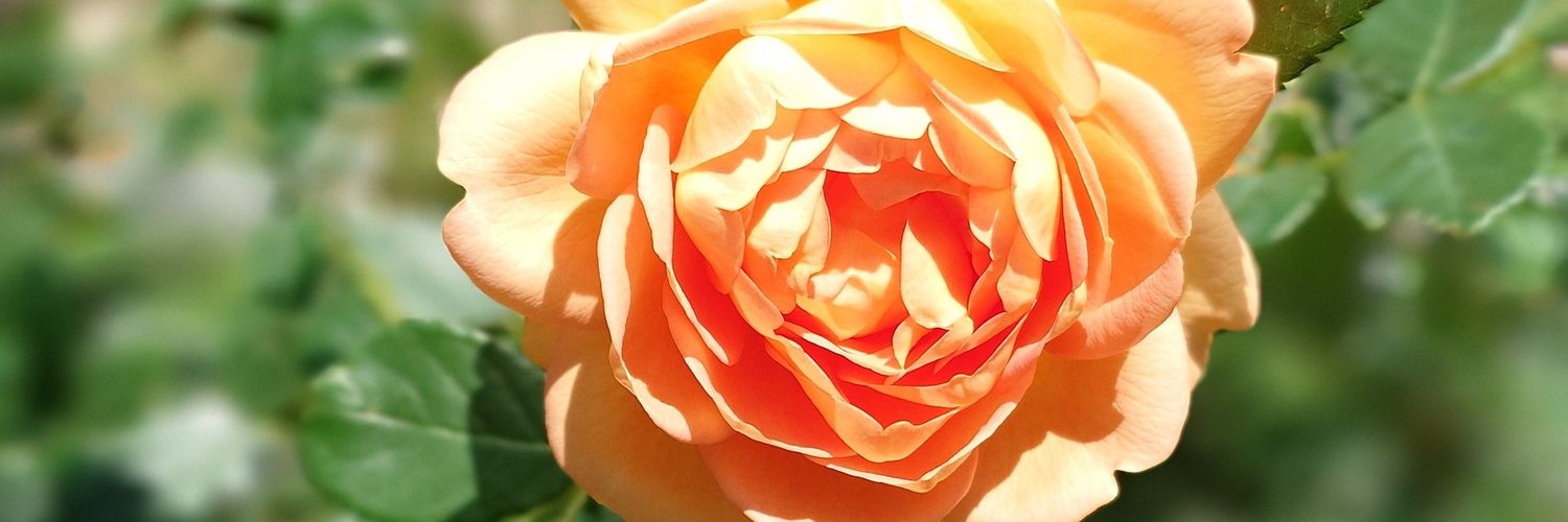 inop3755's profile banner image
