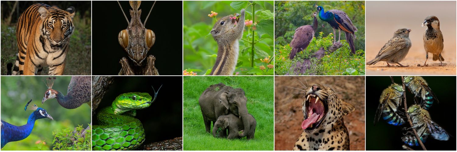 Avinash Rajendran (📸,💙💛) banner