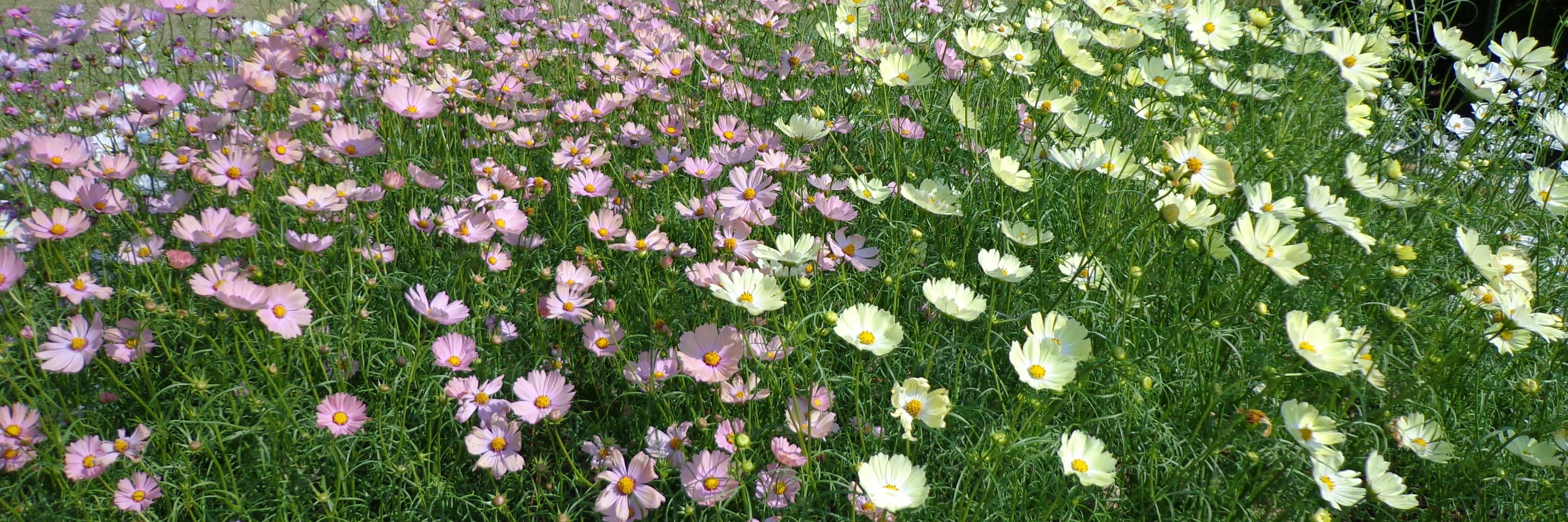 FlowerCalendula's profile banner image