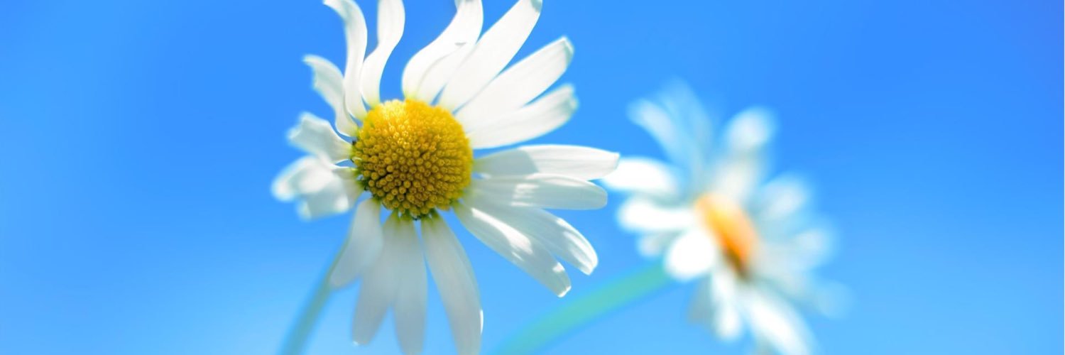 agathaSuci8's profile banner image