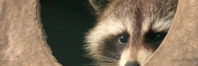 JanepherGero's profile banner image