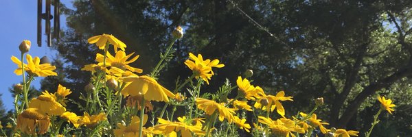 amiradiamond Profile Banner