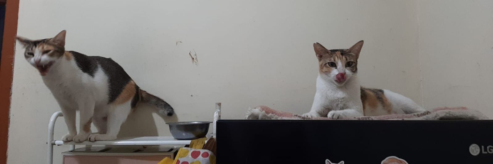 🐱🐸 banner