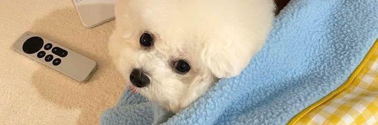 tinkerbelle_ws's profile banner image