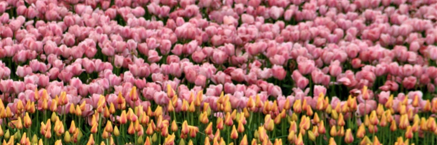 Mlinschied's profile banner image