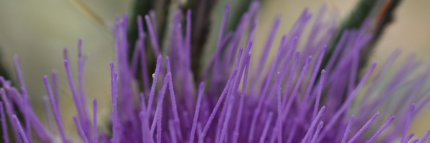 Maria del Carmen banner