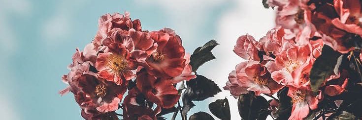 mfearinghardy's profile banner image