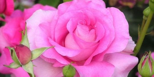 margaritka_77's profile banner image