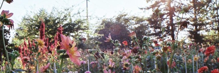 T_ripp_y's profile banner image