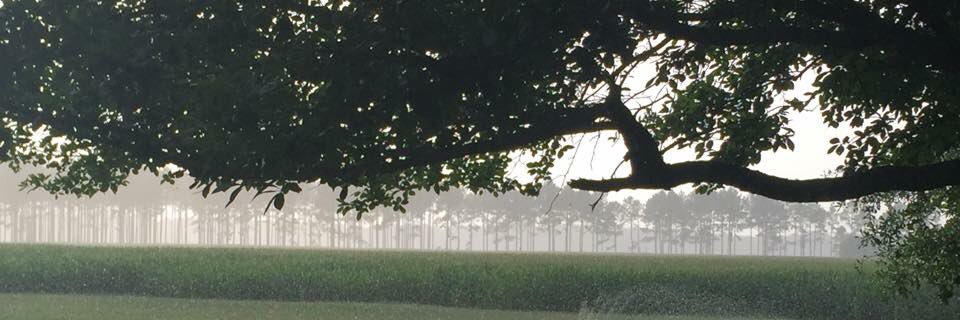 Samantha Wallace banner