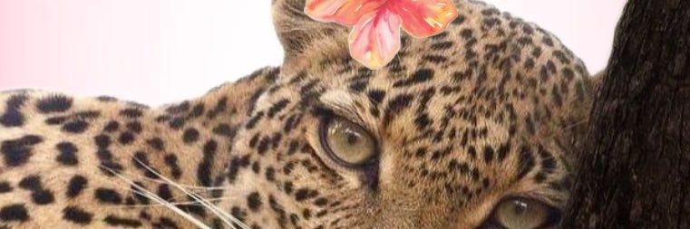 V ✨ banner