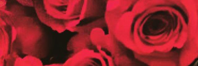 Angelin69204145's profile banner image
