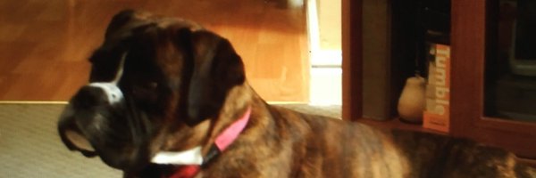 HanleySteve11 Profile Banner