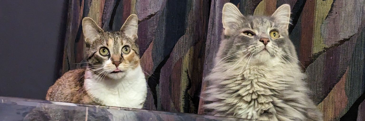 gee_victory's profile banner image