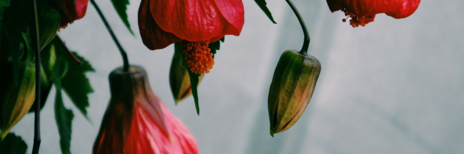 dafna486's profile banner image