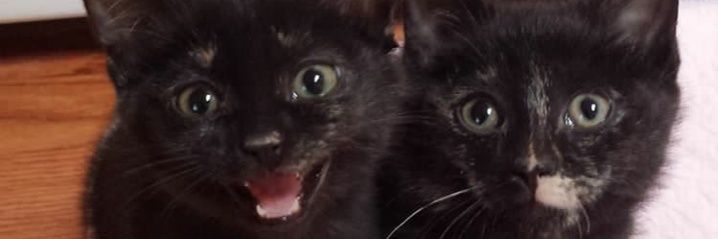 furrr911's profile banner image