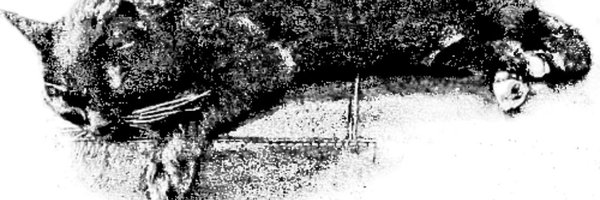 TheCatHeSay Profile Banner