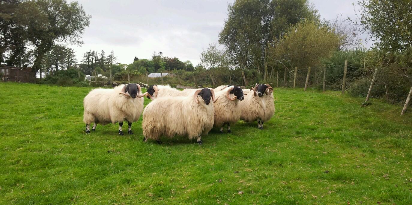 donegalblkfaces's profile banner image
