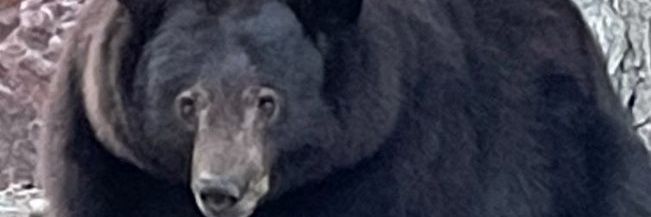 MizzouYou's profile banner image