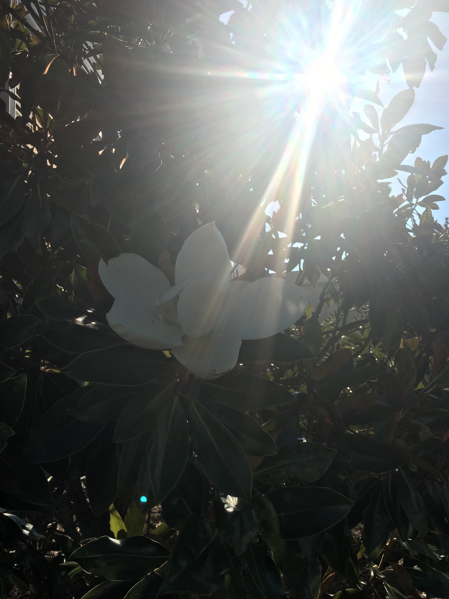 Gamine_Girl's profile banner image