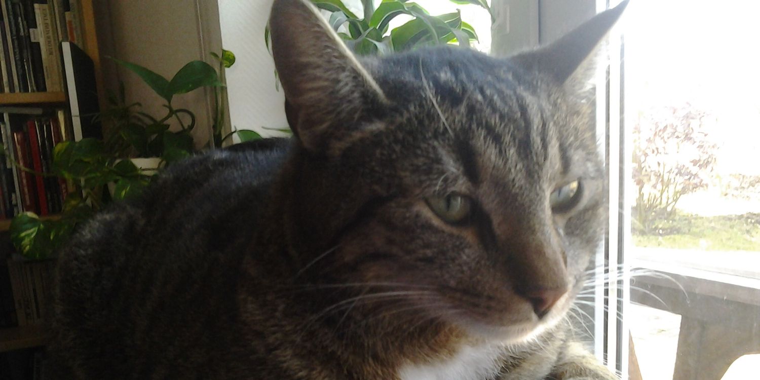 ShinyDiamondCat's profile banner image