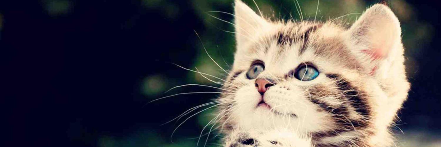 petsftw's profile banner image