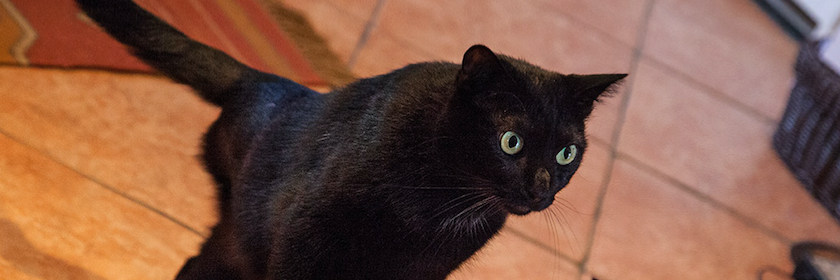 Frappycat's profile banner image
