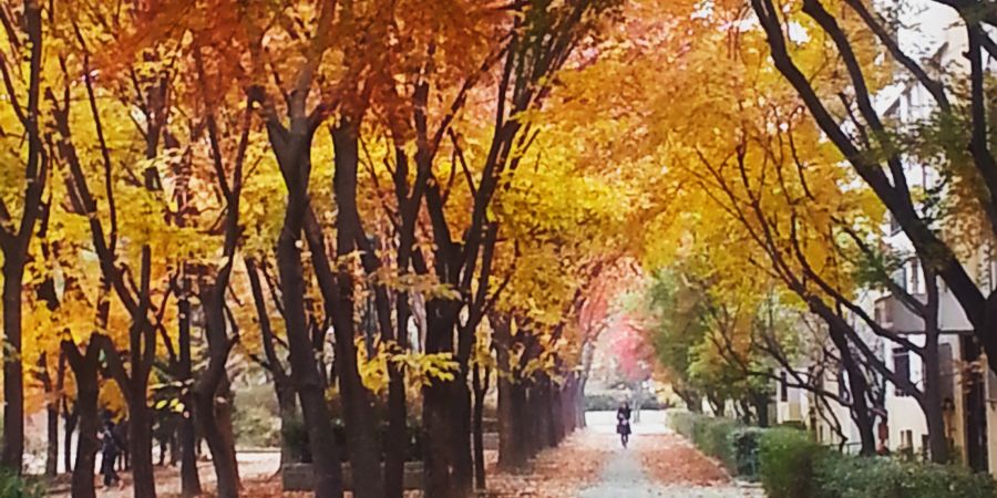 zce9819gmailco1's profile banner image