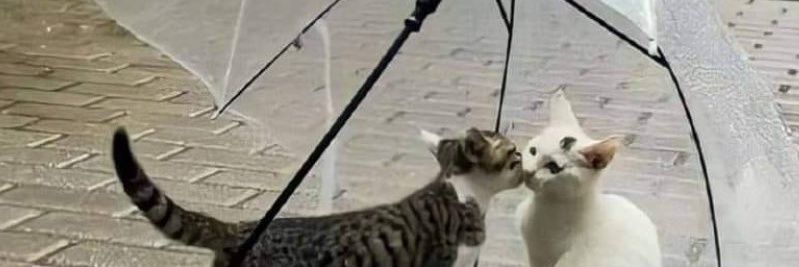 ً˙ᵕ˙ LINK KUESIONER ON 📌 banner