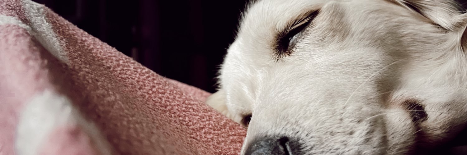 rebecaacanoo's profile banner image