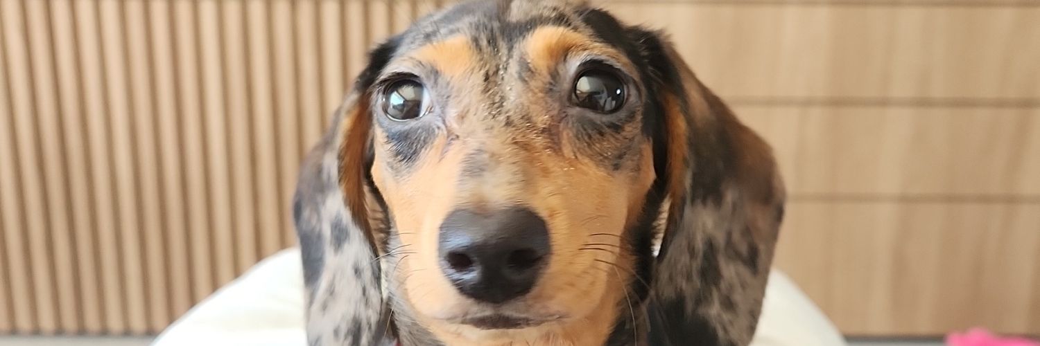 Germano Wolff banner