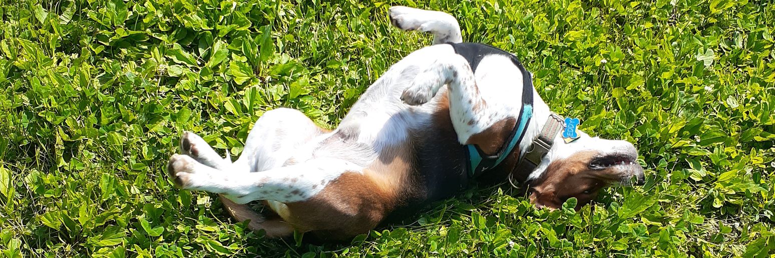 the_beagle_eddy's profile banner image
