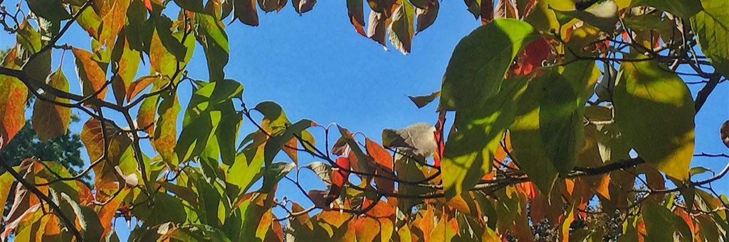 iamkellykyle's profile banner image