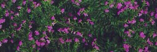 poetslwt's profile banner image