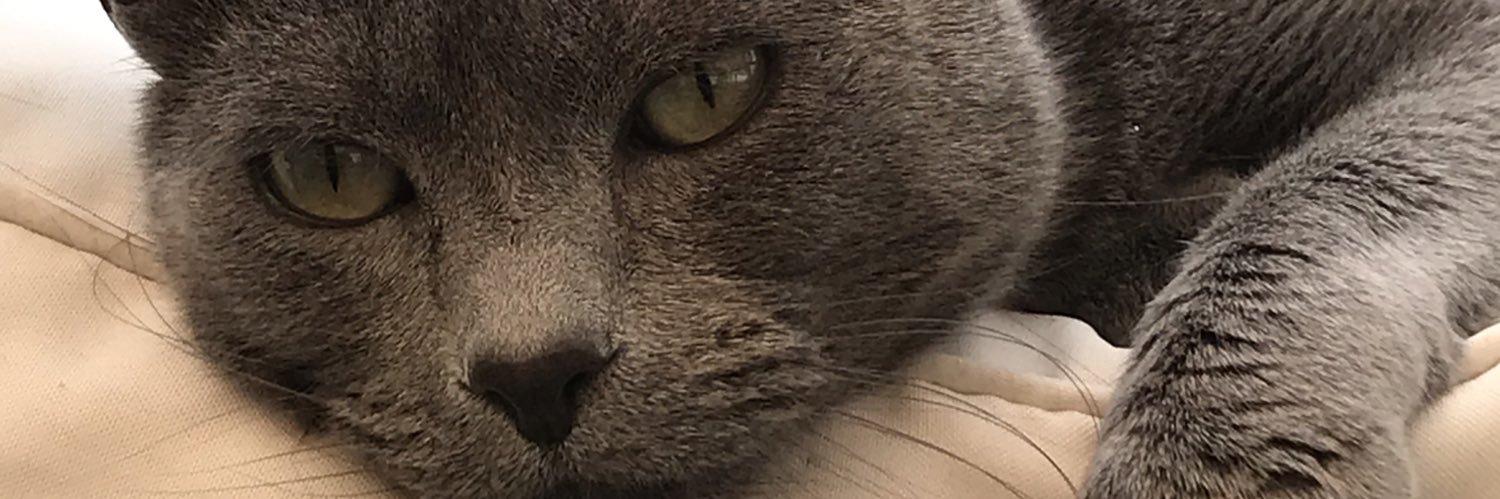 BuonValen's profile banner image