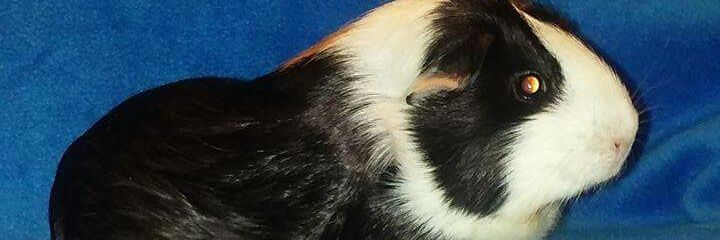 mickey1591965's profile banner image