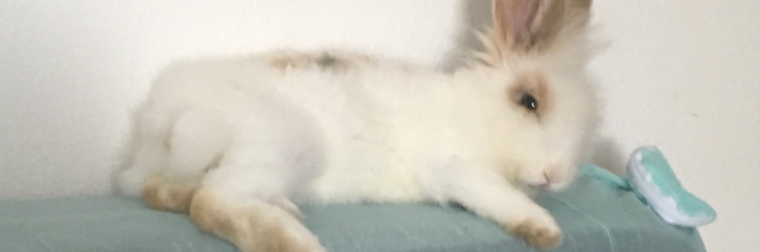_annacarolinx's profile banner image