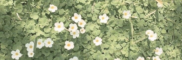 anemonan4's profile banner image
