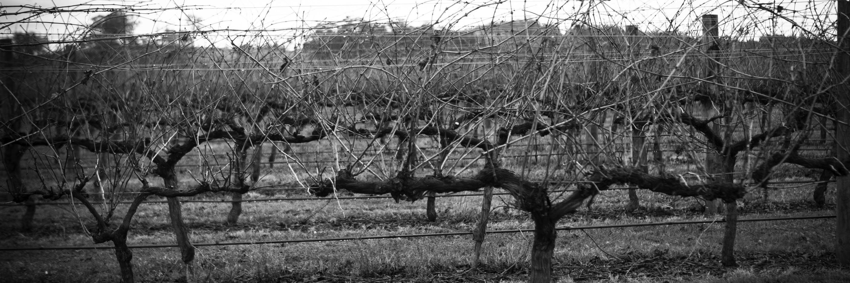 merririverwine's profile banner image