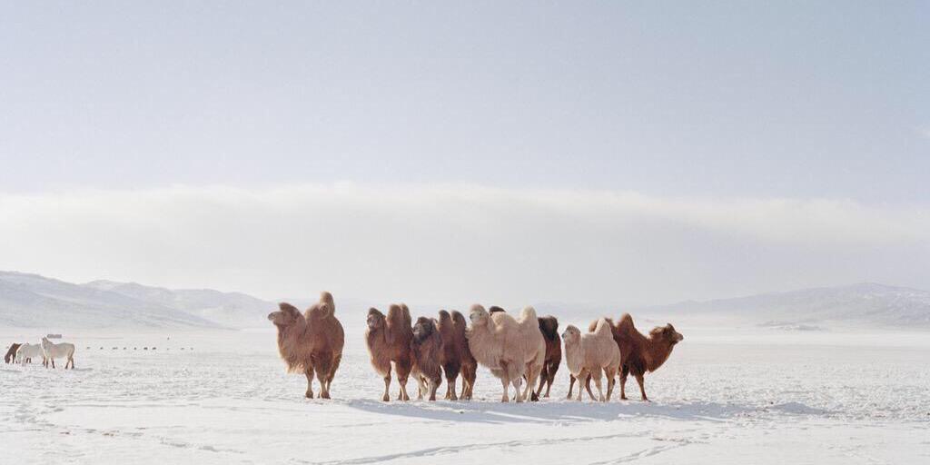 AmazingMongolia's profile banner image