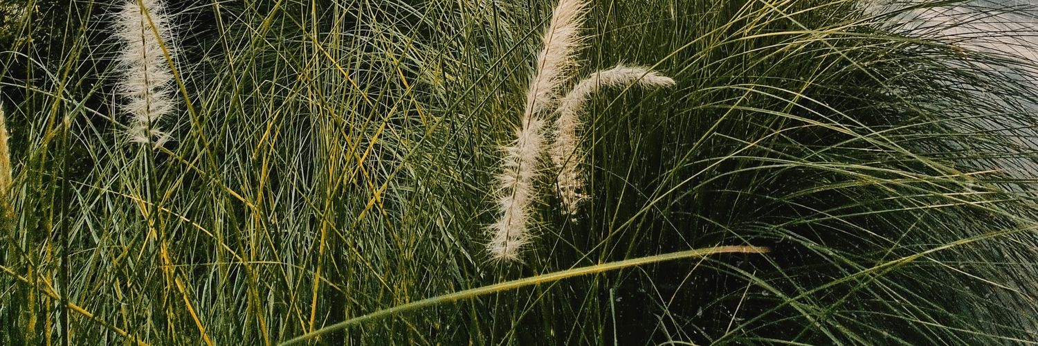 🐳 banner