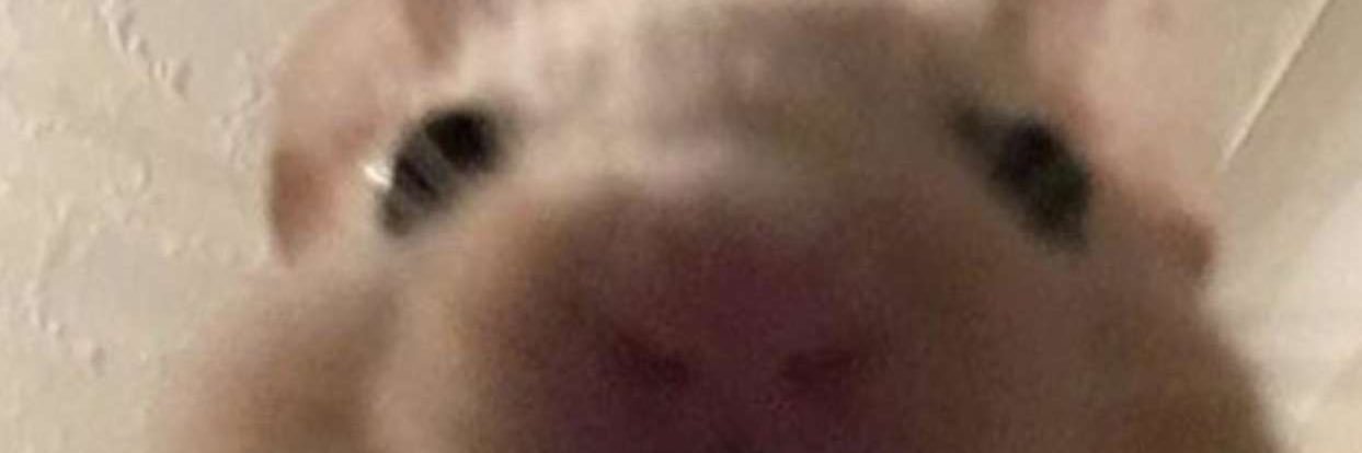 kennedy_stra's profile banner image