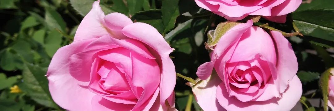 wildthangyyy's profile banner image