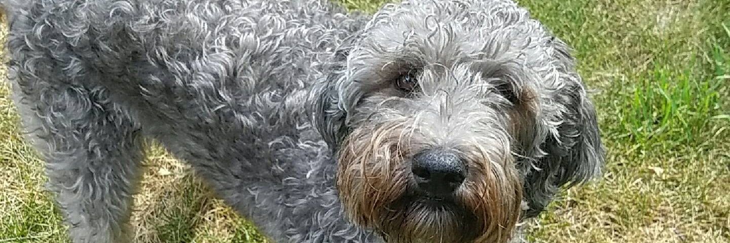 TheLadyBatt's profile banner image